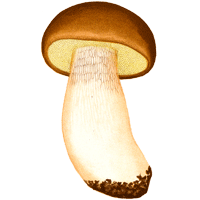 Illustration av Karl Johan