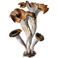Illustration av Trattkantarell